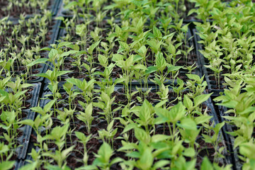 Convert plant seedlings Paprika.