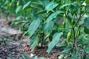 Planted paprika Through a water pipe through.