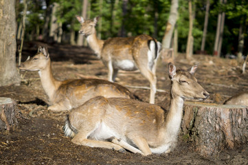 Naklejka na ściany i meble herd of deer in the forest