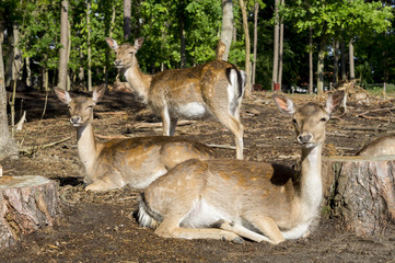 herd of deer in the forest