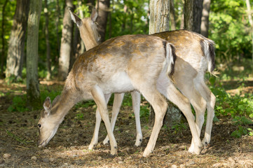 Naklejka na ściany i meble herd of deer in the forest