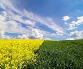 Obraz premium The green fields of young wheat in the field