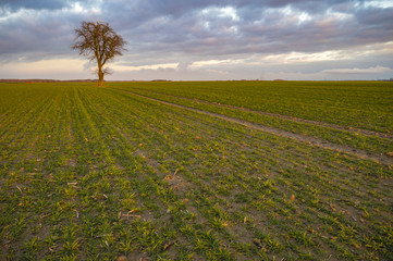 The green fields of young wheat in the field