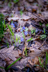 Весна в лесу. Нежные синие пролески