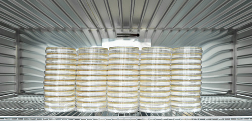 Bacteria cell were incubated on the various plates and tubes in the incubatr