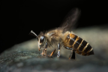 Honey Bee in Nature Background.