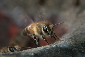 Honey Bee in Nature Background.