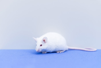 Experimental mouse in the laboratory
