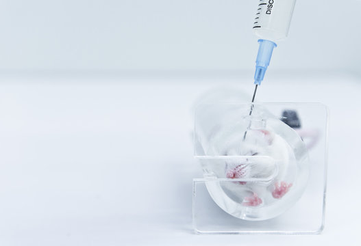 Researcher Injected Drug Into The Mouse By Syringe To Test Drug Safety And Efficacy 