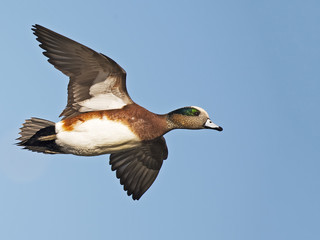 Male American Wigeon n Flight