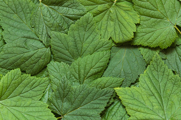Background of the black current leaves. Top view. Copy space