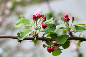 Blooming apple trees in the spring garden.
