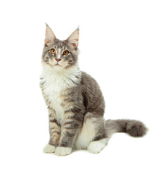 Obraz premium Kotek rasy maine coon