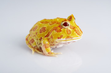 Argentine Horned Frog