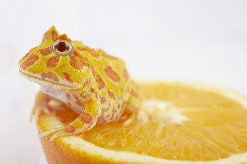 Argentine Horned Frog