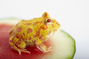 Argentine Horned Frog