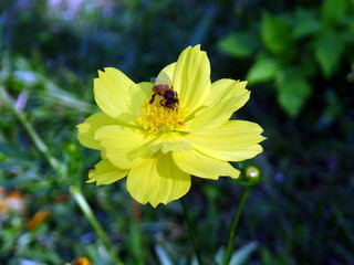 Yellow flowers / Yellow flowers in summer