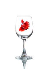 betta fish inside Empty wine glass isolated with reflect on whit