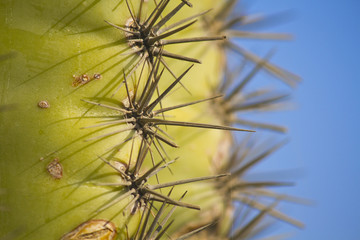 Cactus thorns