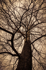 Leafless Tree Branches Retro