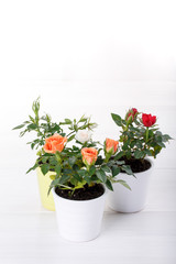 Fototapeta premium Three miniature rose plant