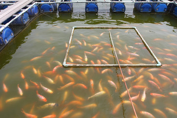 Naklejka premium Fish farm located in thai country