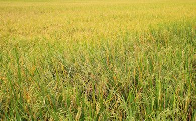 Green rice field at sunrise