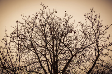 Leafless Tree Branches Retro