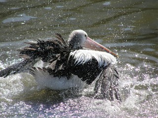 Australian Pelican Wynnum Qld 2007