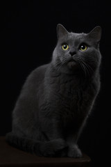 Gray cat on a black background