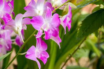 Close up beautiful orchid flower in the garden.