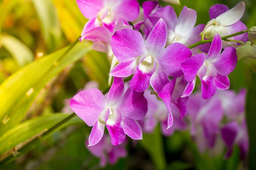 Close up beautiful orchid flower in the garden.