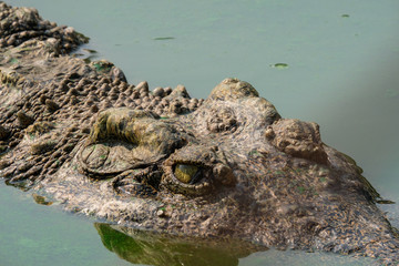 Close up eye and skin crocodile in water