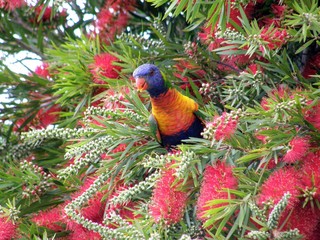 Rainbow Lorikeet Manly Qld 2007