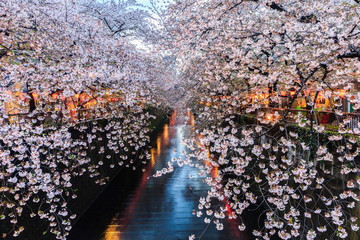 Cherry blossom or Sakura at Meguro Canal.