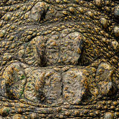 Close up skin real crocodile for background and texture