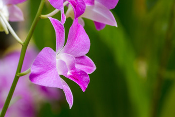 Close up beautiful orchid flower in the garden.