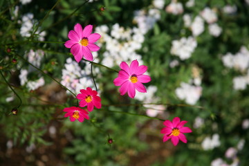 Deep Pink flowers / Pink , purple flowers in summer