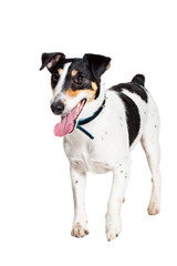 Fox terrier posing in studio on white background. isolated