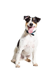 Fox terrier posing in studio on white background. isolated