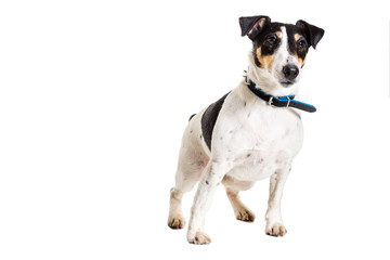 Fox terrier posing in studio on white background. isolated