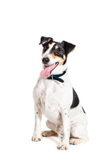 Fox terrier posing in studio on white background. isolated