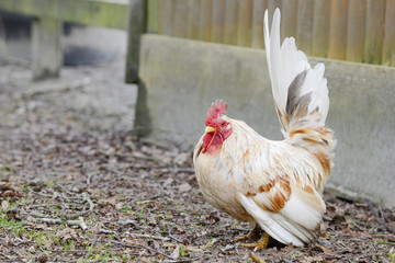  brown  hen standing on front of shed