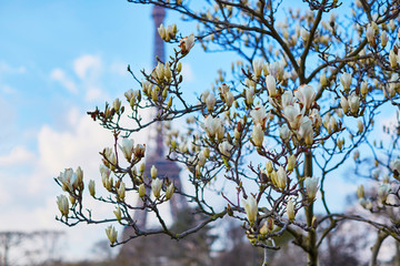 Closeup of white magnolia in full bloom with the Eiffel towe