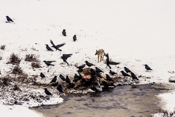 Obraz premium Coyote in the wild