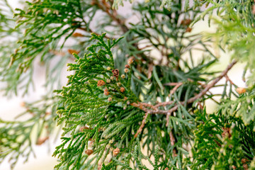 Spruce Tree Branches