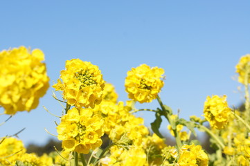 菜の花