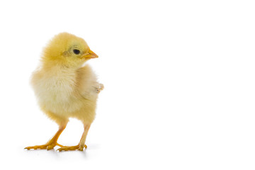 Fluffy little yellow chicken on a white background.
