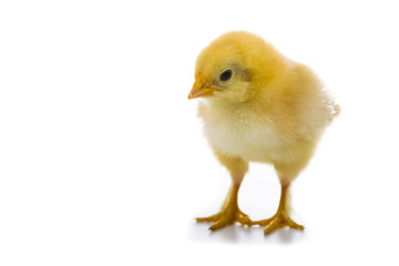 Fluffy little yellow chicken on a white background.