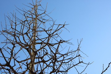 枯れ木と青空